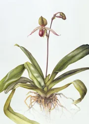 Iris, 1995 (wc på papper)